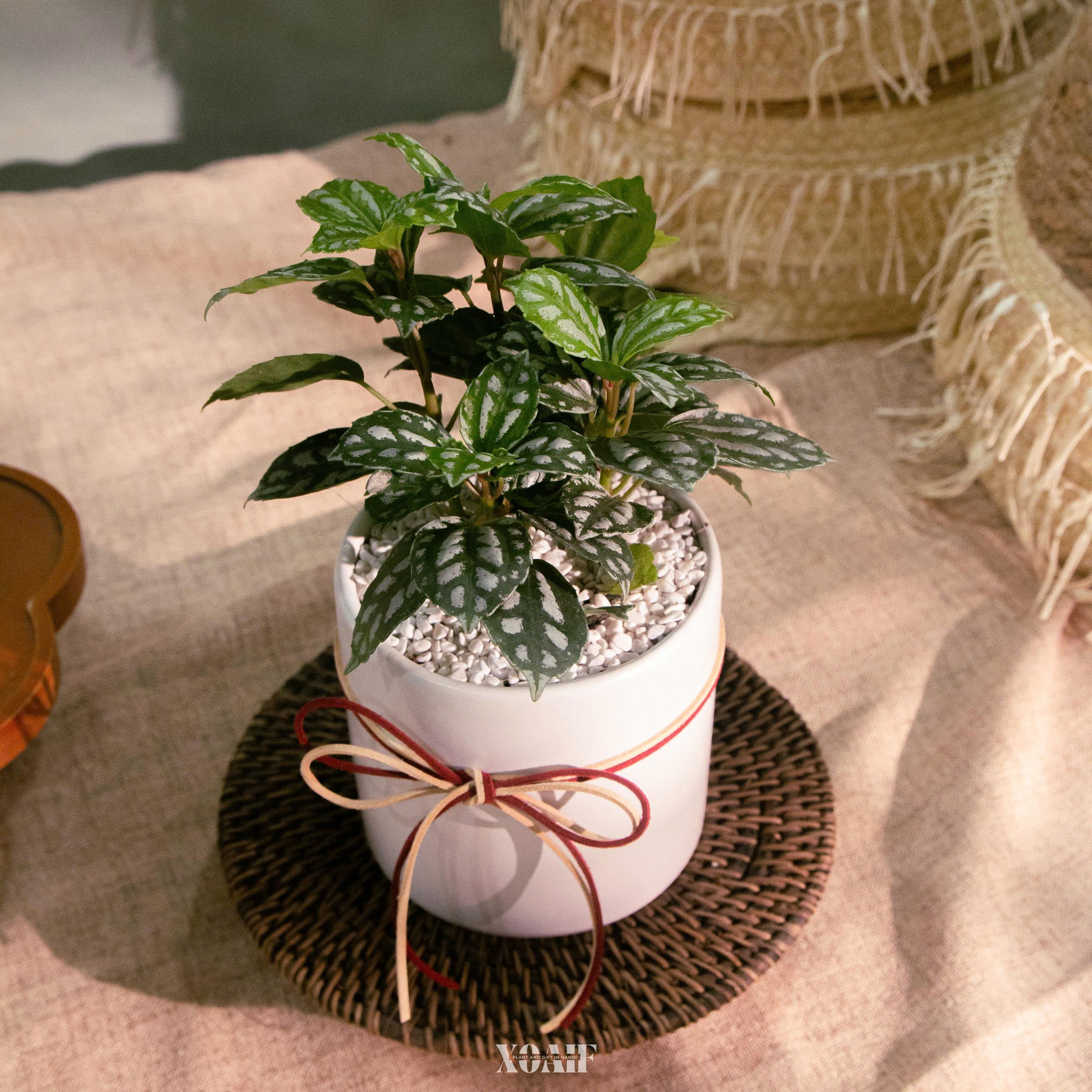 CÂY SAO BĂNG CHẬU SỨ