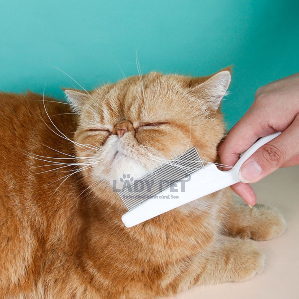 Lược chải ve rận, lông mép_thumbnail_6