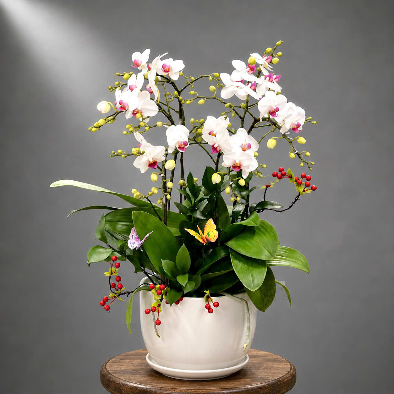 🌿Chậu 3 Cây Lan Hồ Điệp Mini Trắng – Thanh Khiết, Sang Trọng Và Đầy May Mắn