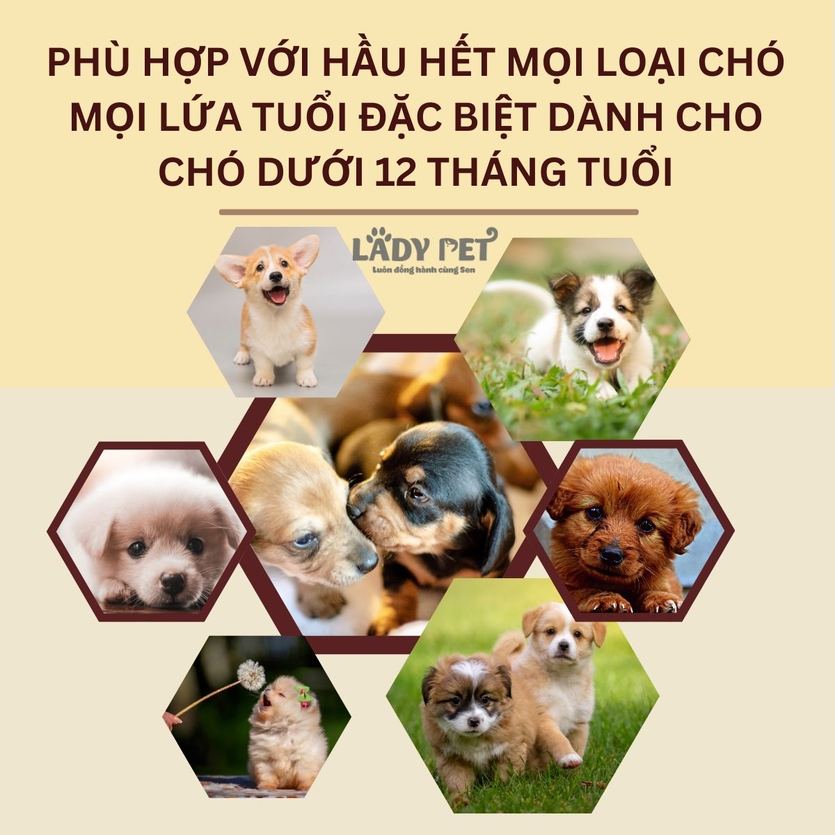 Hạt mềm zenith cho chó con_thumbnail_3