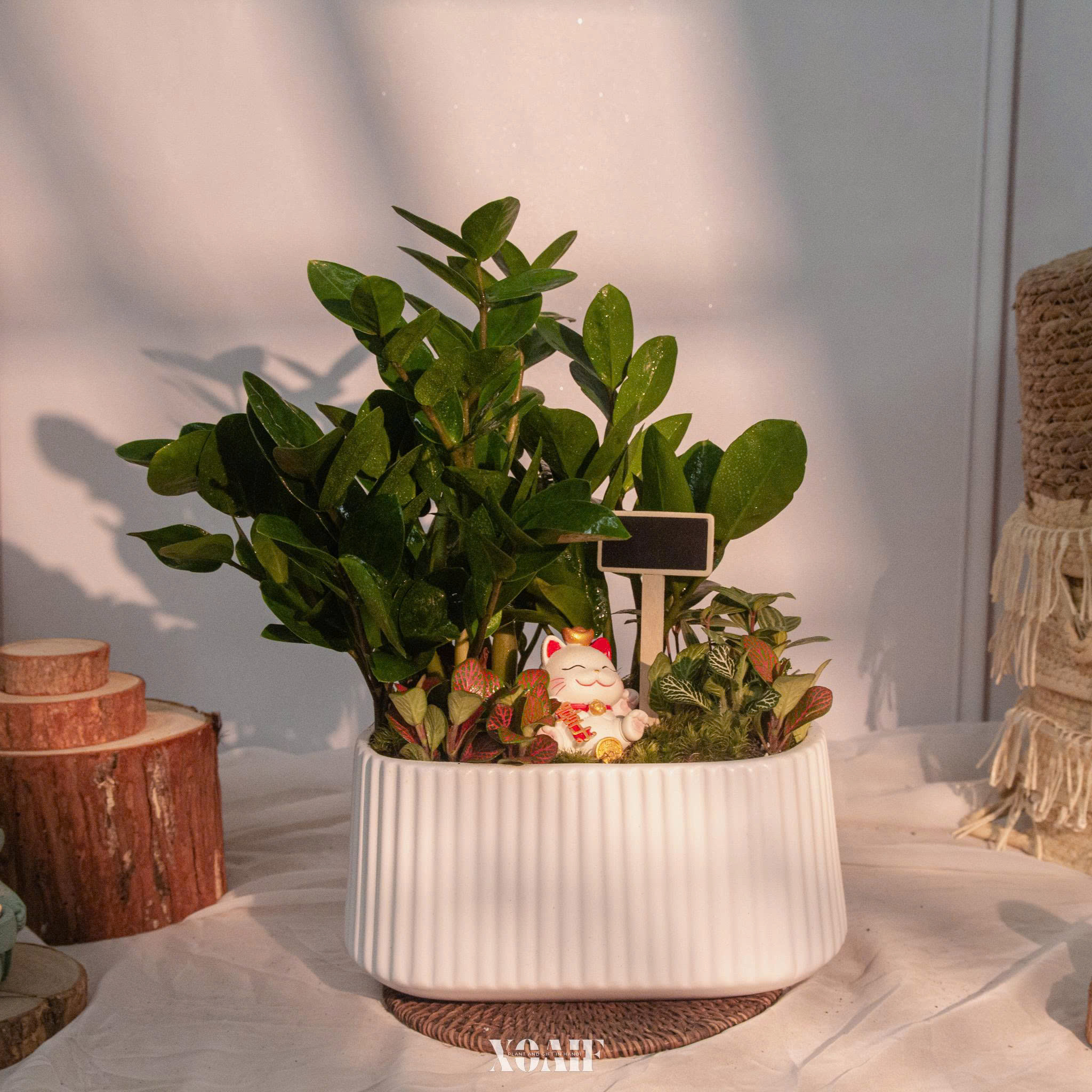 SET MIX KIM TIỀN CHẬU CHỮ NHẬT CAO CẤP