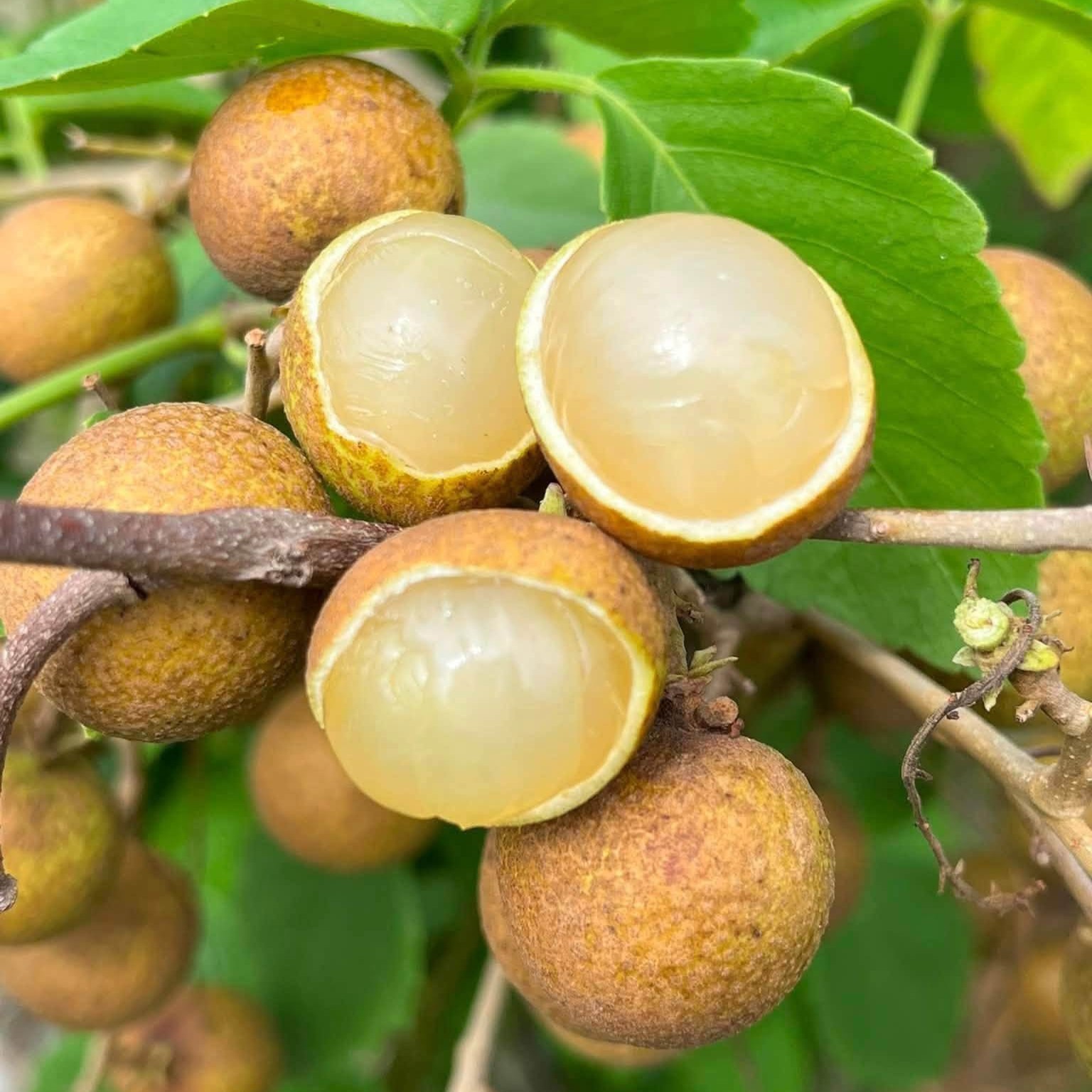 Nhãn Bắp Cải_thumbnail_3