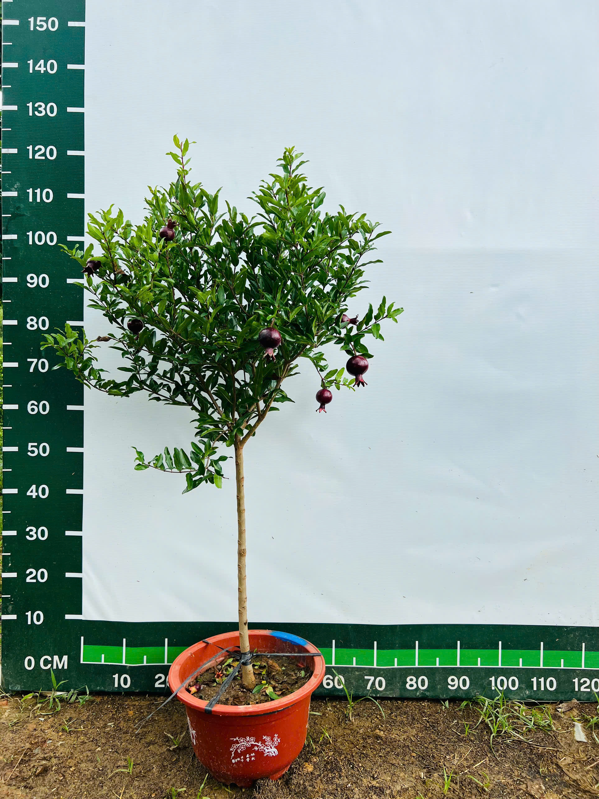 Lựu đỏ cao 1,2-1,6m PT325 CALATA
