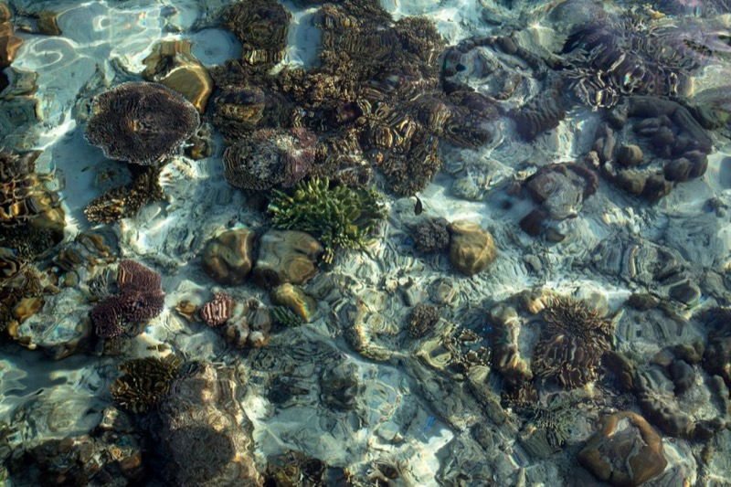 Arrecife de coral y agua cristalina en Cozumel