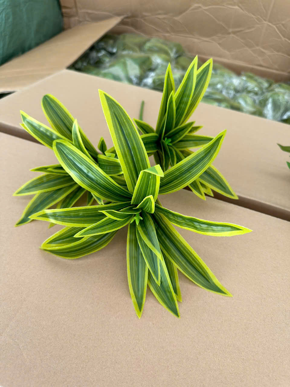 Thuỷ trúc ngắn hàng loại 1 giá 23k