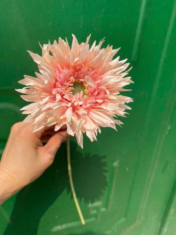 Cúc đồng tiền 1b 9k_thumbnail_4