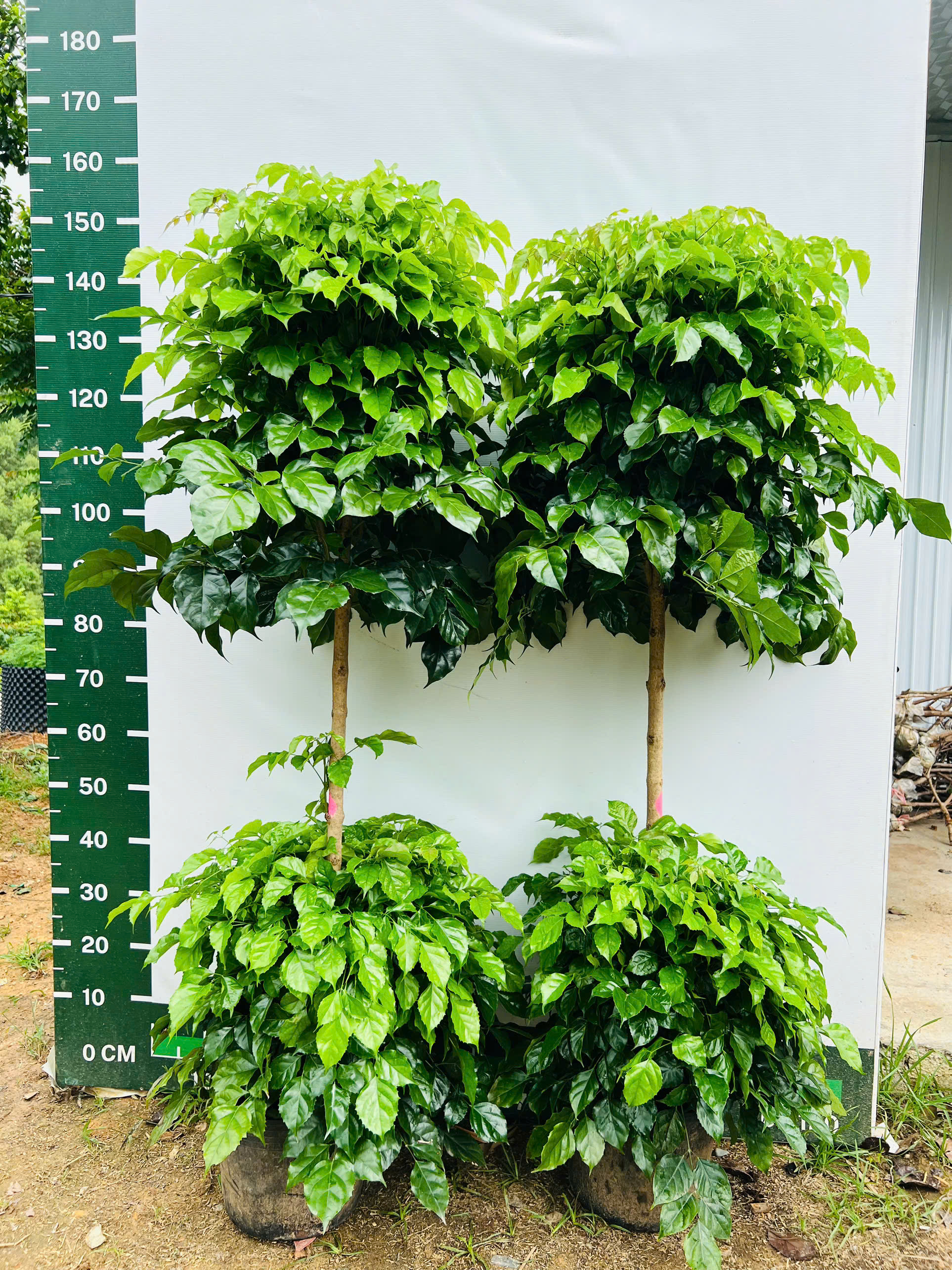 Hạnh phúc hai tầng cao 1.6-1.8m PT213 CALATA_thumbnail_1