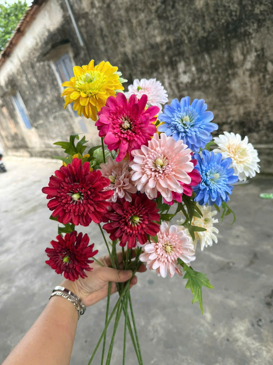 Cúc dược 3bông 18,5k_thumbnail_9