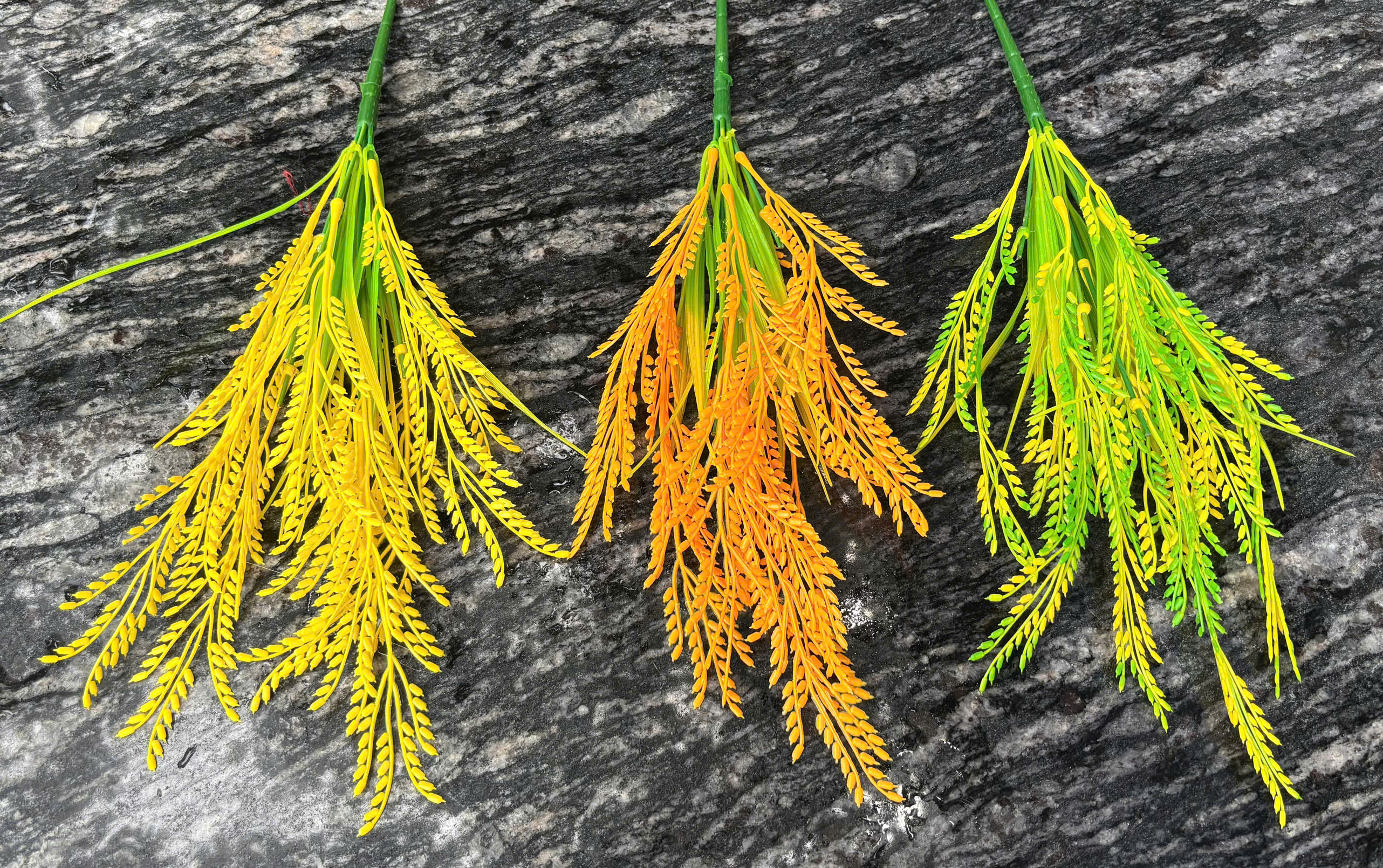 LÚA NGẮN 8K