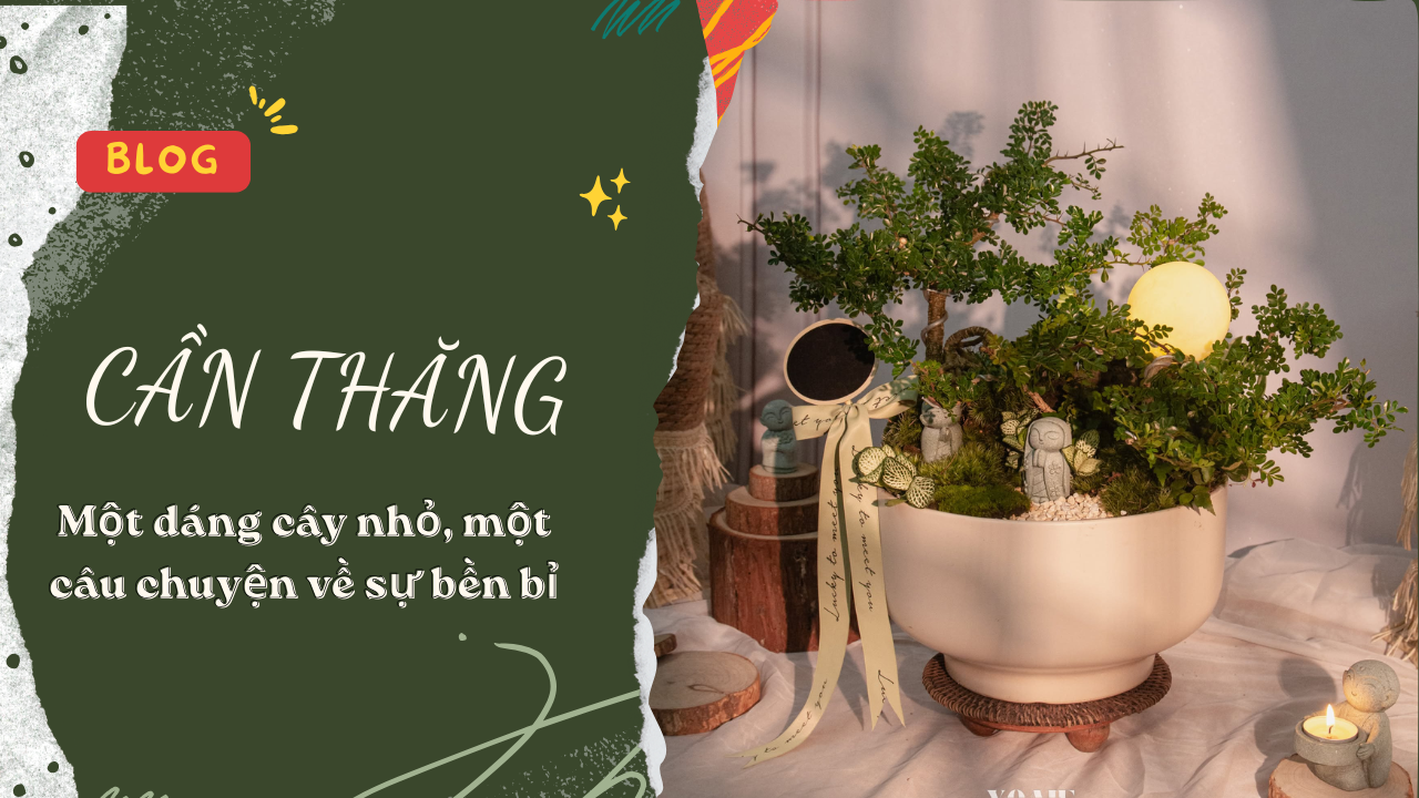 CÂY CẦN THĂNG – MỘT DÁNG CÂY NHỎ,   MỘT CÂU CHUYỆN VỀ SỰ BỀN BỈ