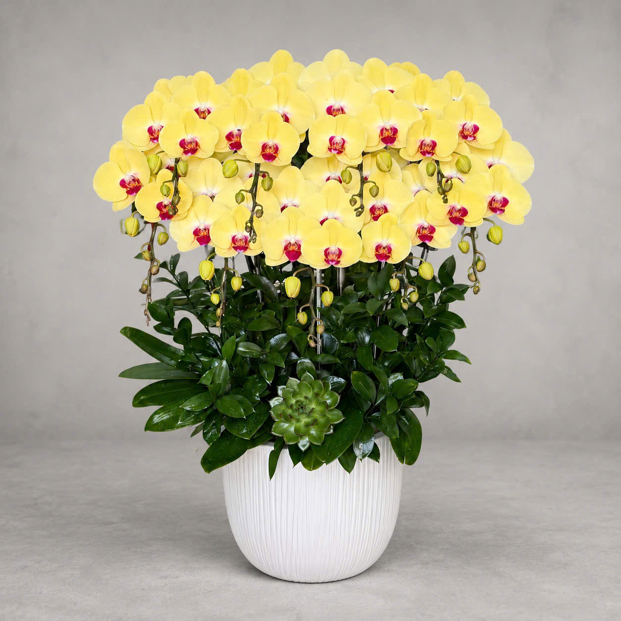 🌼 Chậu Lan Hồ Điệp Tươi 9 Cành Vàng Hoàng Kim – Biểu Tượng Của Thành Công Và Thịnh Vượng