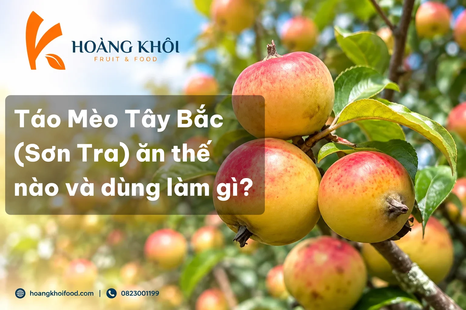 Táo Mèo Tây Bắc (Sơn Tra) ăn thế nào và dùng làm gì?