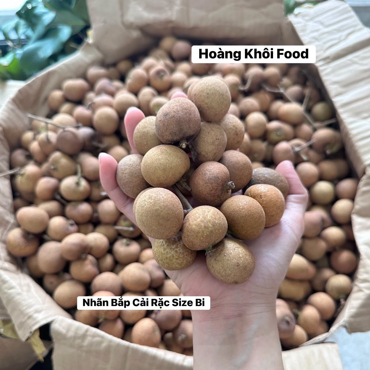 Nhãn Bắp Cải_thumbnail_7