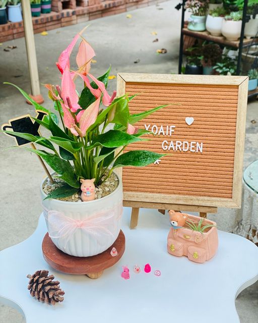 SET QUÀ TẶNG CÂY HỒNG MÔN