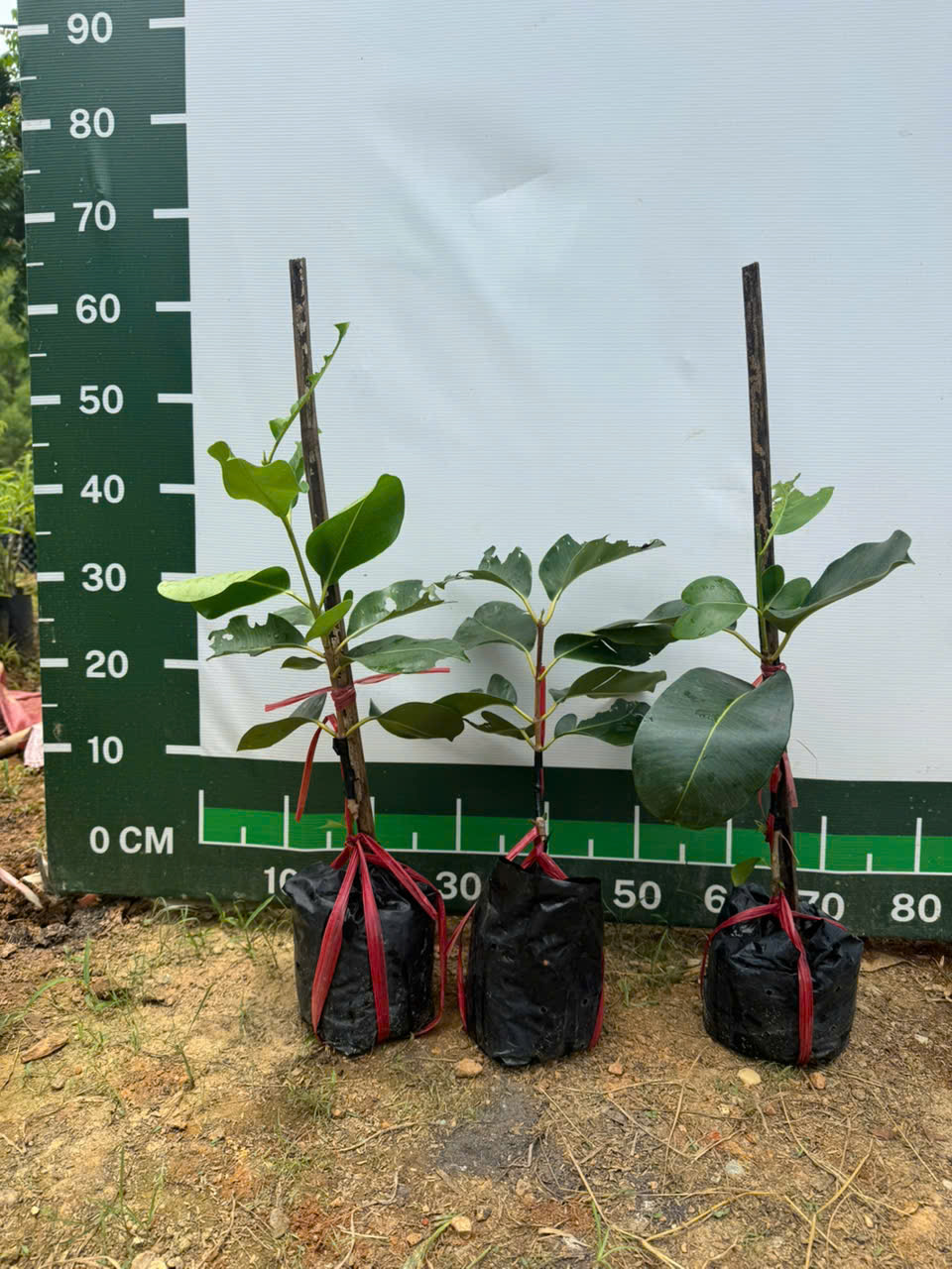 Trâm khổng lồ cây cao 30-40cm