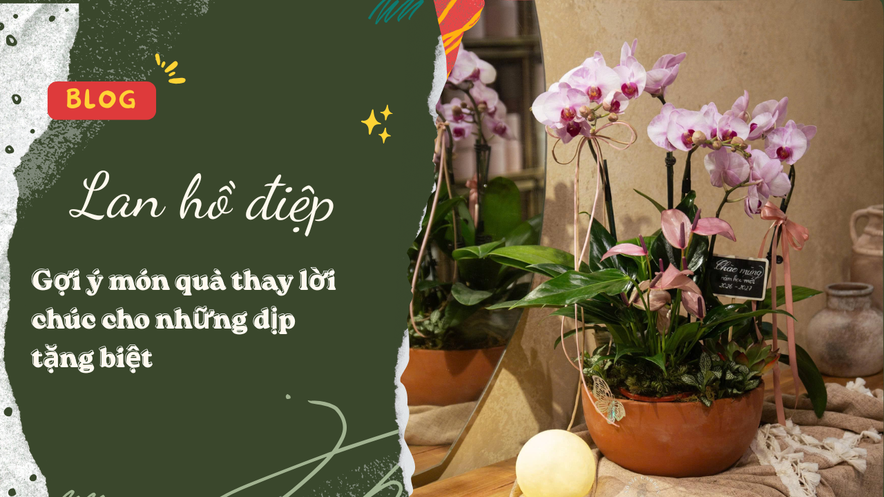 LAN HỒ ĐIỆP – MÓN QUÀ THAY LỜI CHÚC CHO NHỮNG CỘT MỐC ĐẶC BIỆT