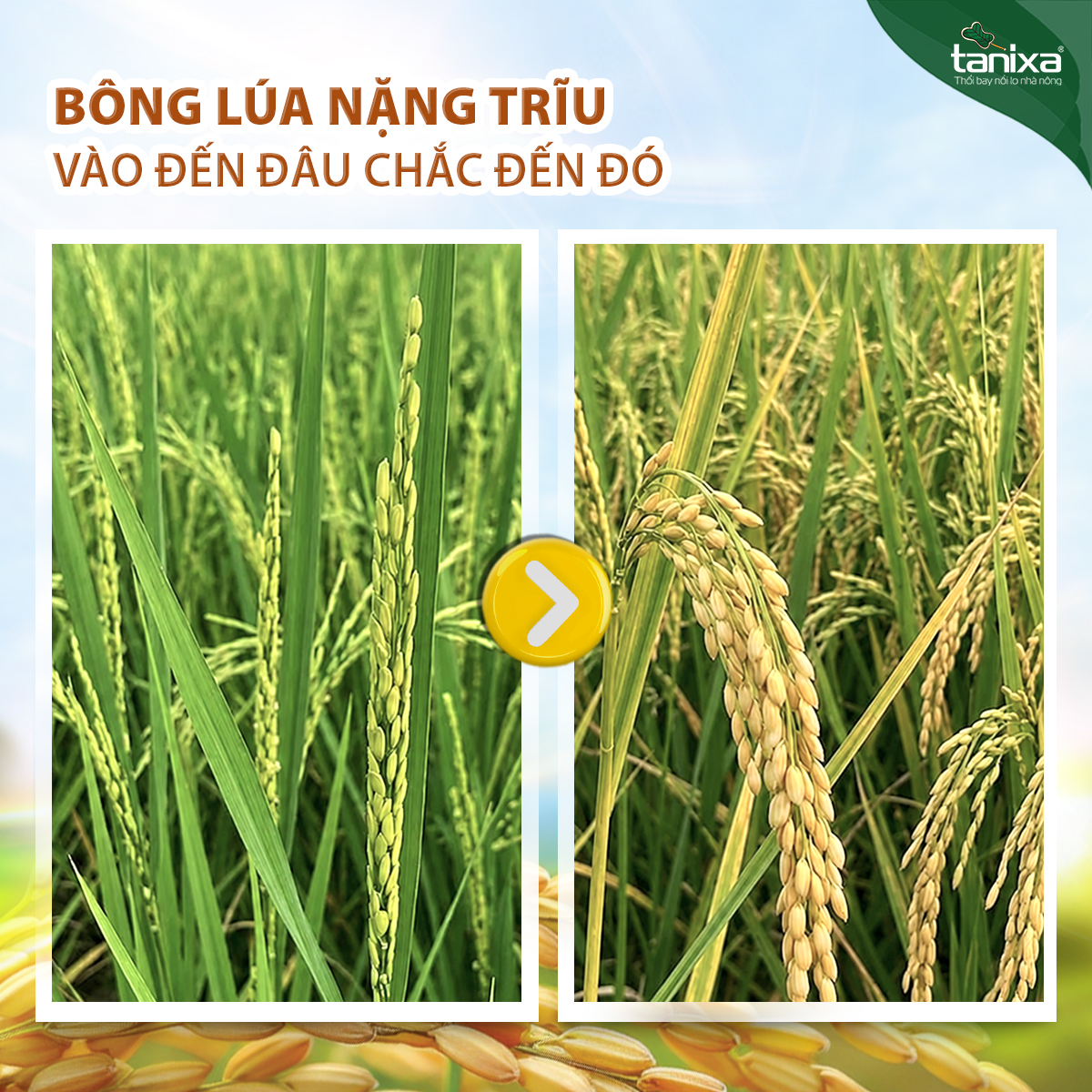 Bộ vô gạo Tanixa_thumbnail_7