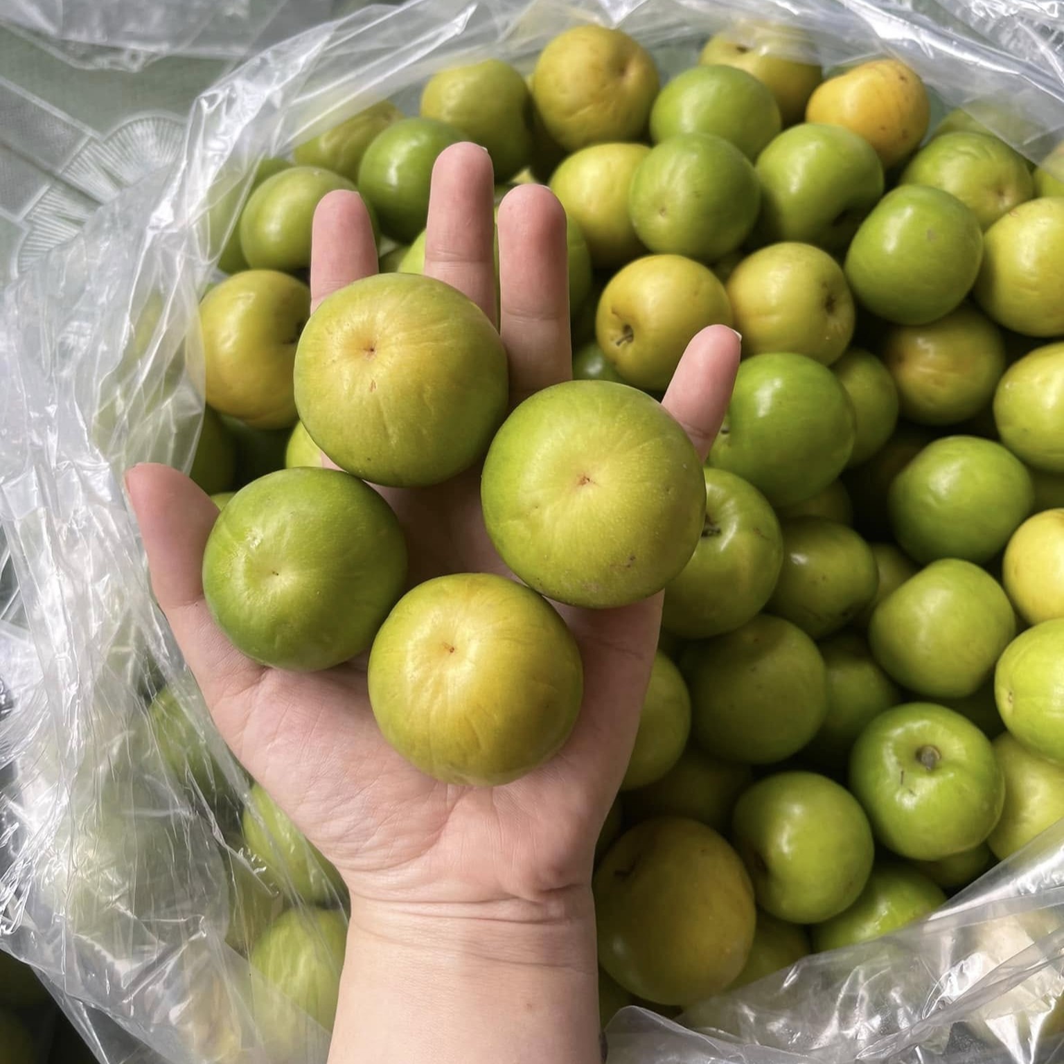 Táo Hồng Miền Tây_thumbnail_3