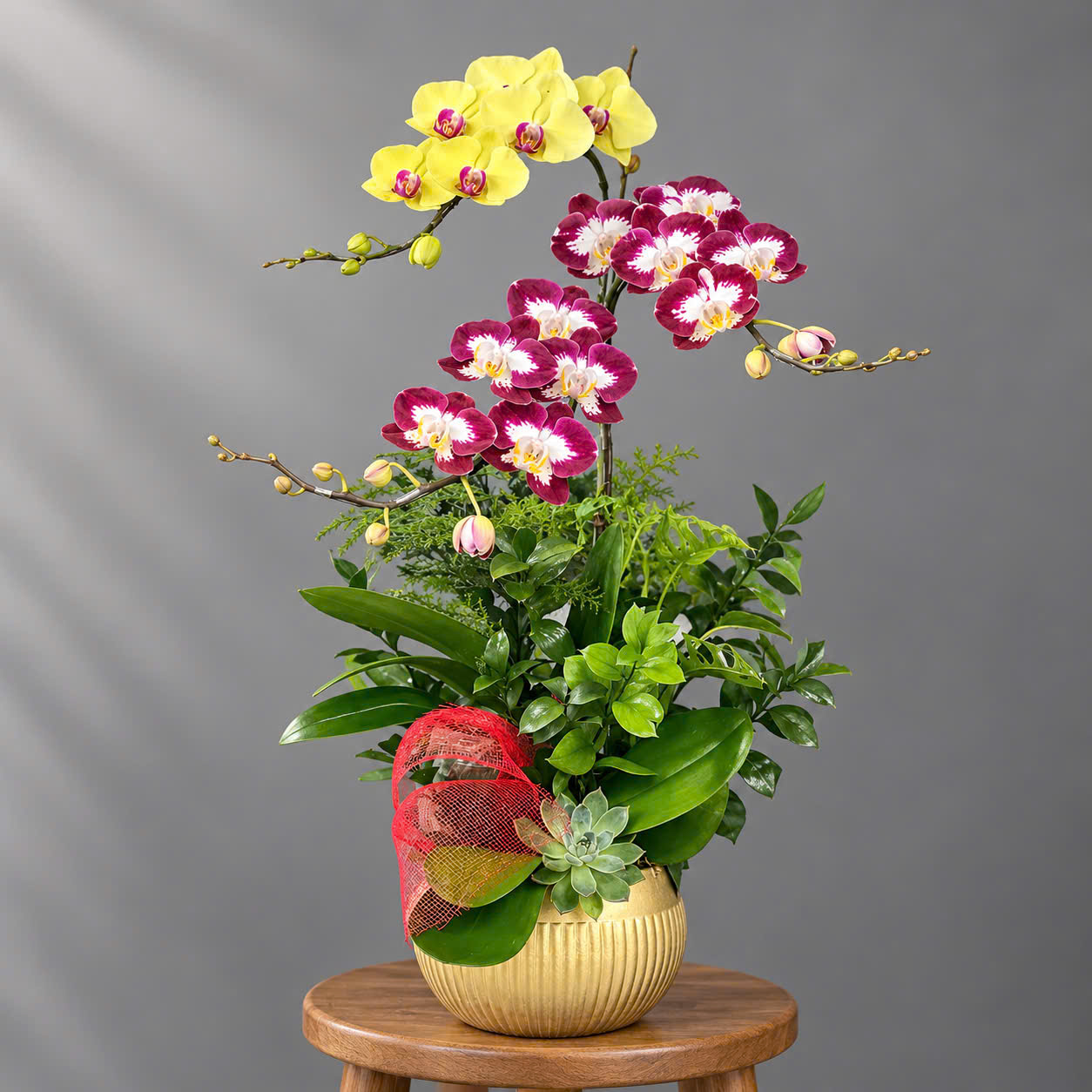 🌼Chậu 3 Cây Lan Hồ Điệp Phối Màu Nghệ Thuật – Sang Trọng, May Mắn Và Đầy Sức Sống