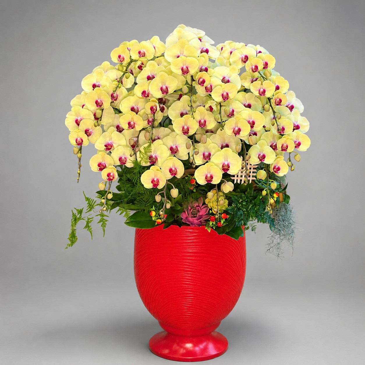 🌼 Chậu Lan Hồ Điệp Tươi Vàng Lưỡi đỏ Cao Cấp – Biểu Tượng Của Phú Quý, Thành Công Và Thịnh Vượng
