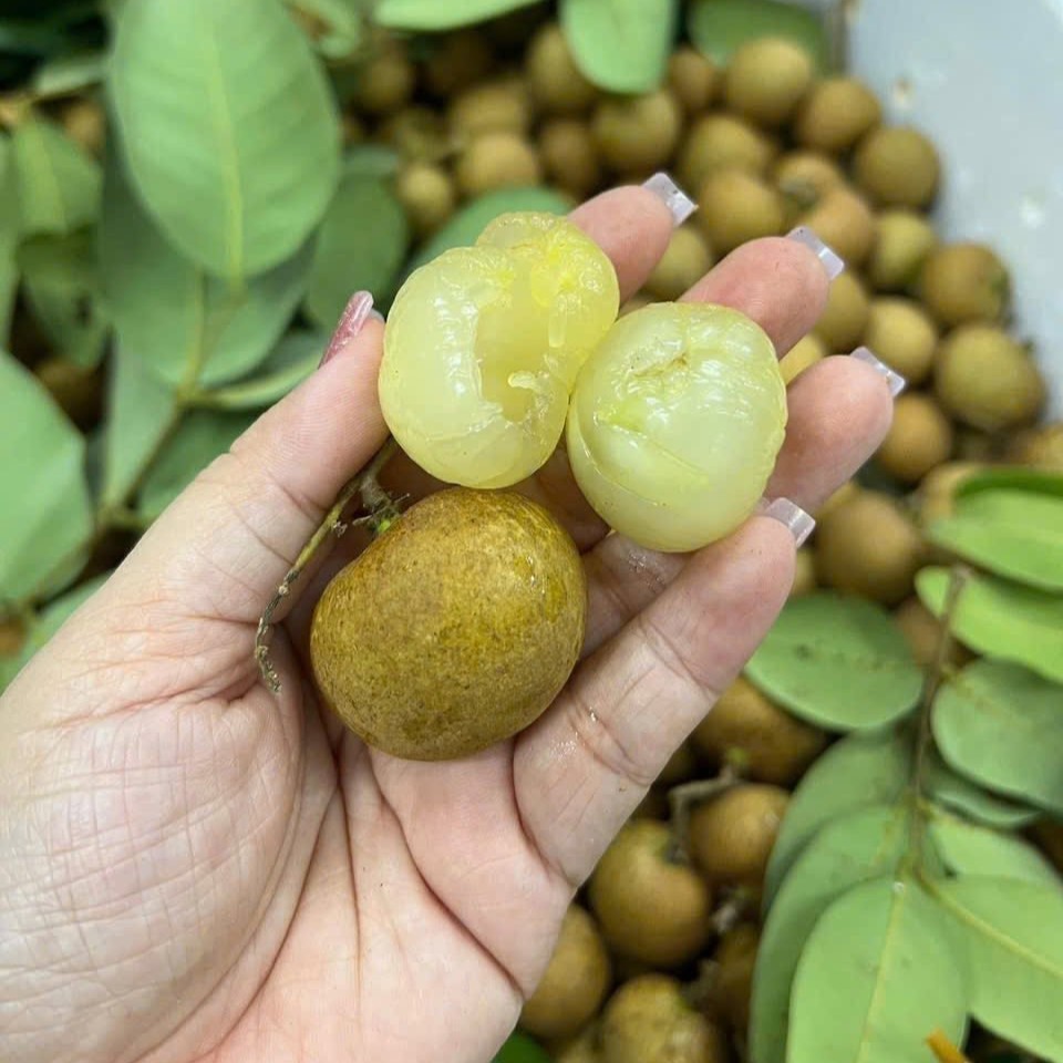 Nhãn Bắp Cải