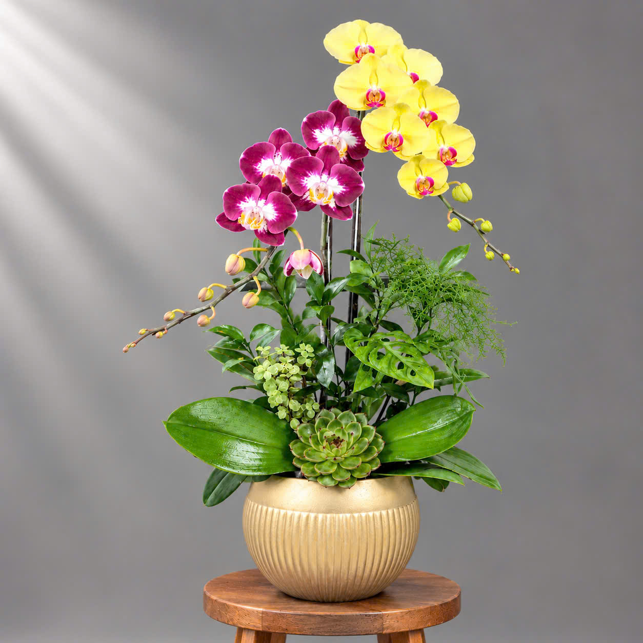 ✨Chậu 2 Cây Lan Hồ Điệp Phối Màu – Sự Hòa Quyện Của May Mắn Và Thịnh Vượng