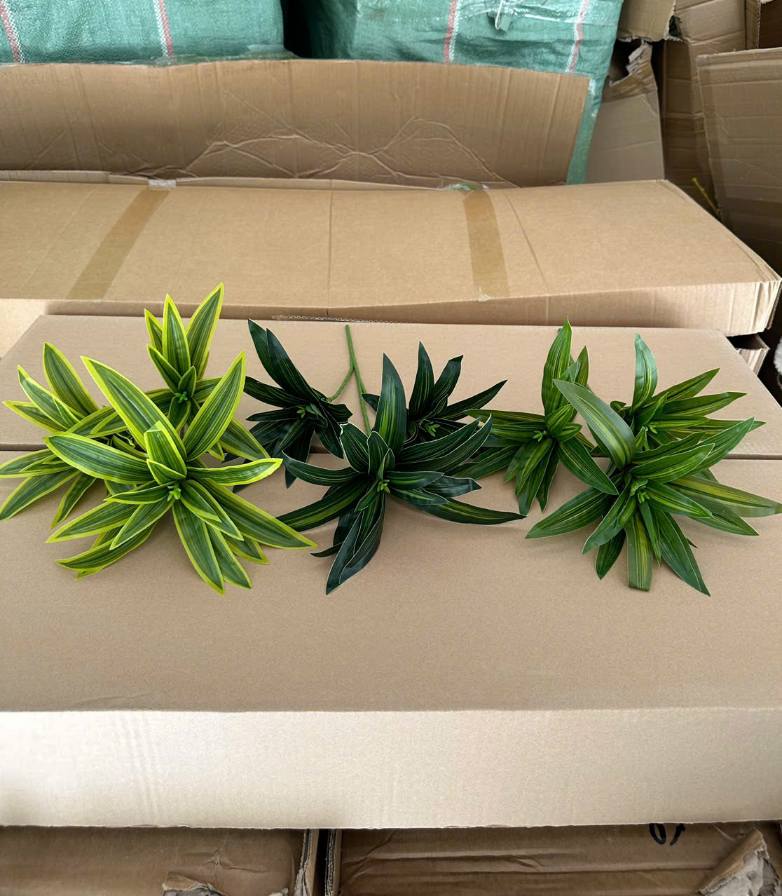 Thuỷ trúc ngắn hàng loại 1 giá 23k_thumbnail_4