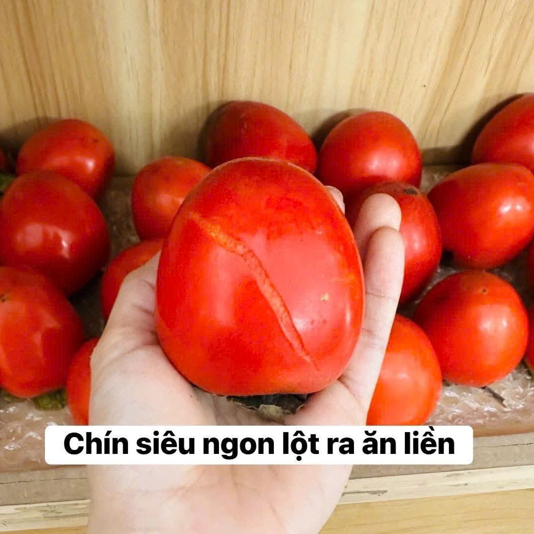 Hồng Thạch Nhân Hậu_thumbnail_3