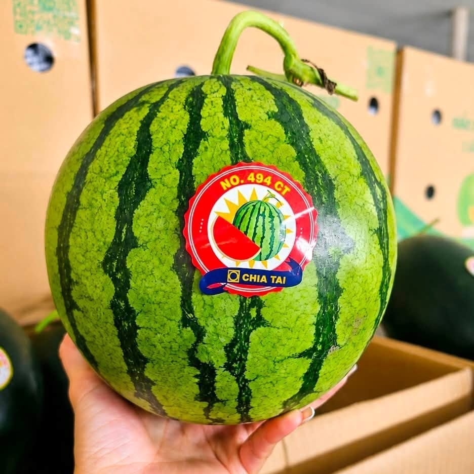 Dưa Hấu Táo