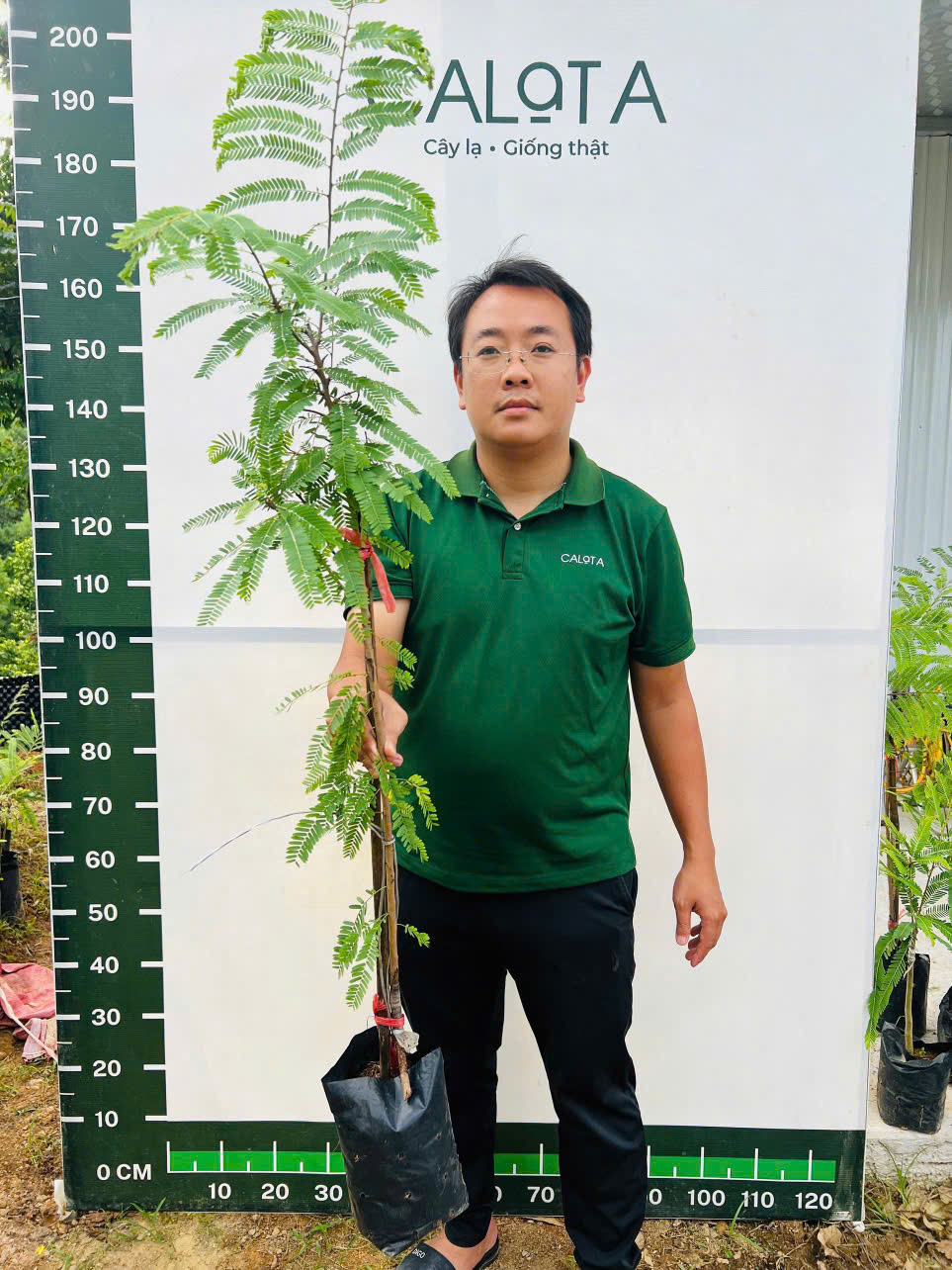 Mắc kham khổng lồ ghép chui cành cao 60-80cm_thumbnail_1