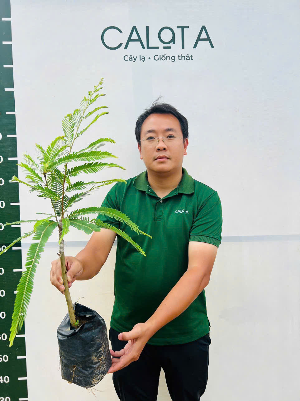 Mắc kham khổng lồ ghép chui cành cao 35-50cm_thumbnail_2