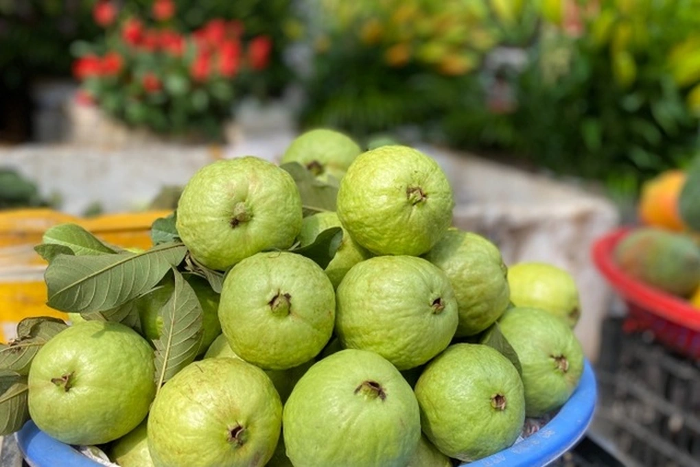 Ổi nữ hoàng hữu cơ ít hạt