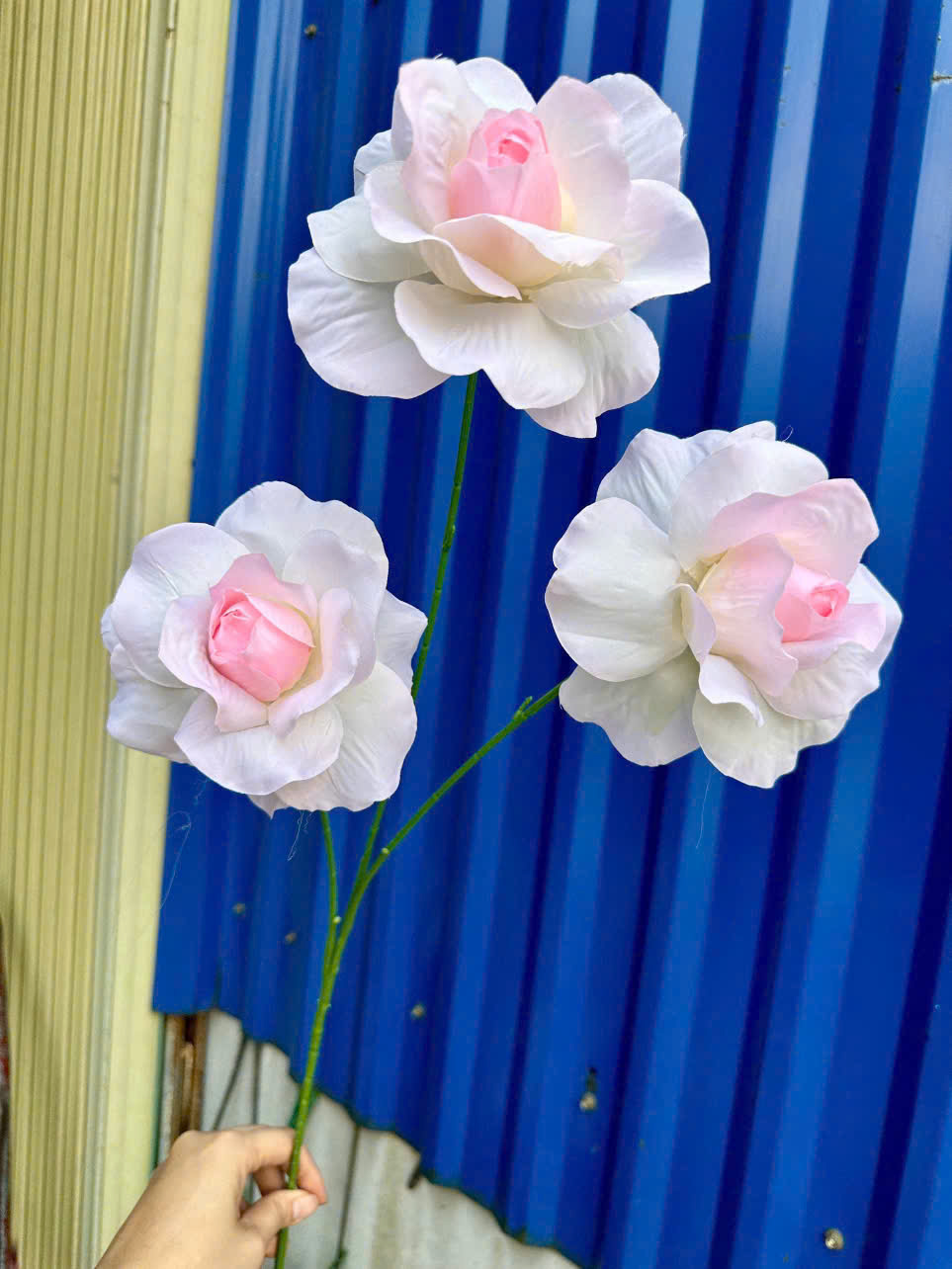 HỒNG HÀ LAN 22K