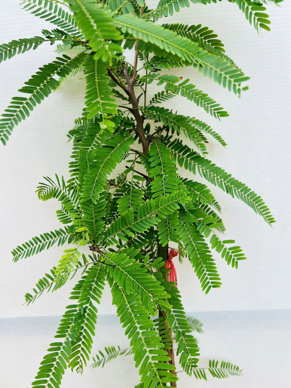 Mắc kham khổng lồ ghép chui cành cao 60-80cm_thumbnail_3