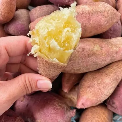 Khoai Sữa Việt Nam_thumbnail_2