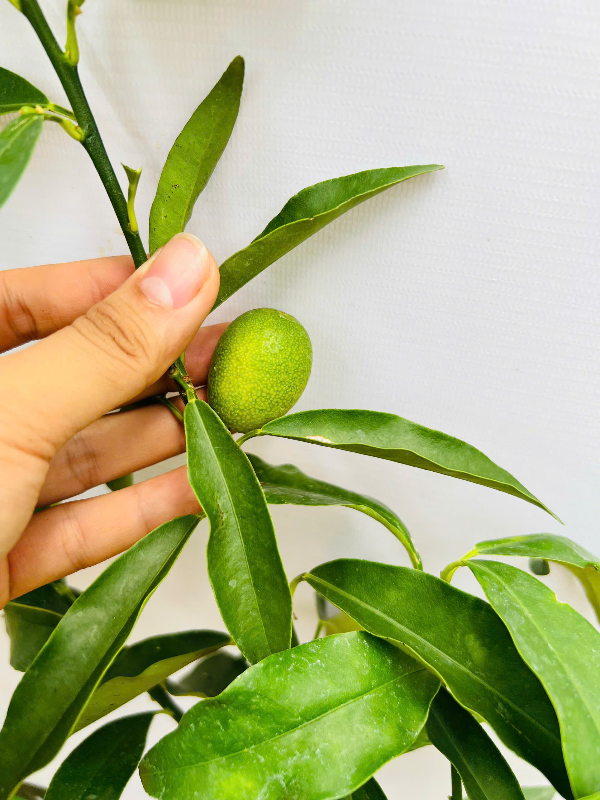 [SIÊU SALE] Tắc vỏ ngọt cao 20-30cm PT08 CALATA_thumbnail_3