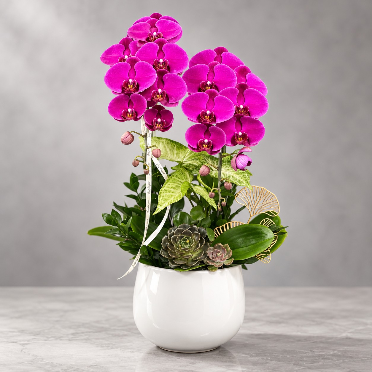 🌸Chậu 2 Cây Lan Hồ Điệp Tím – Thanh Lịch, Sang Trọng Và May Mắn