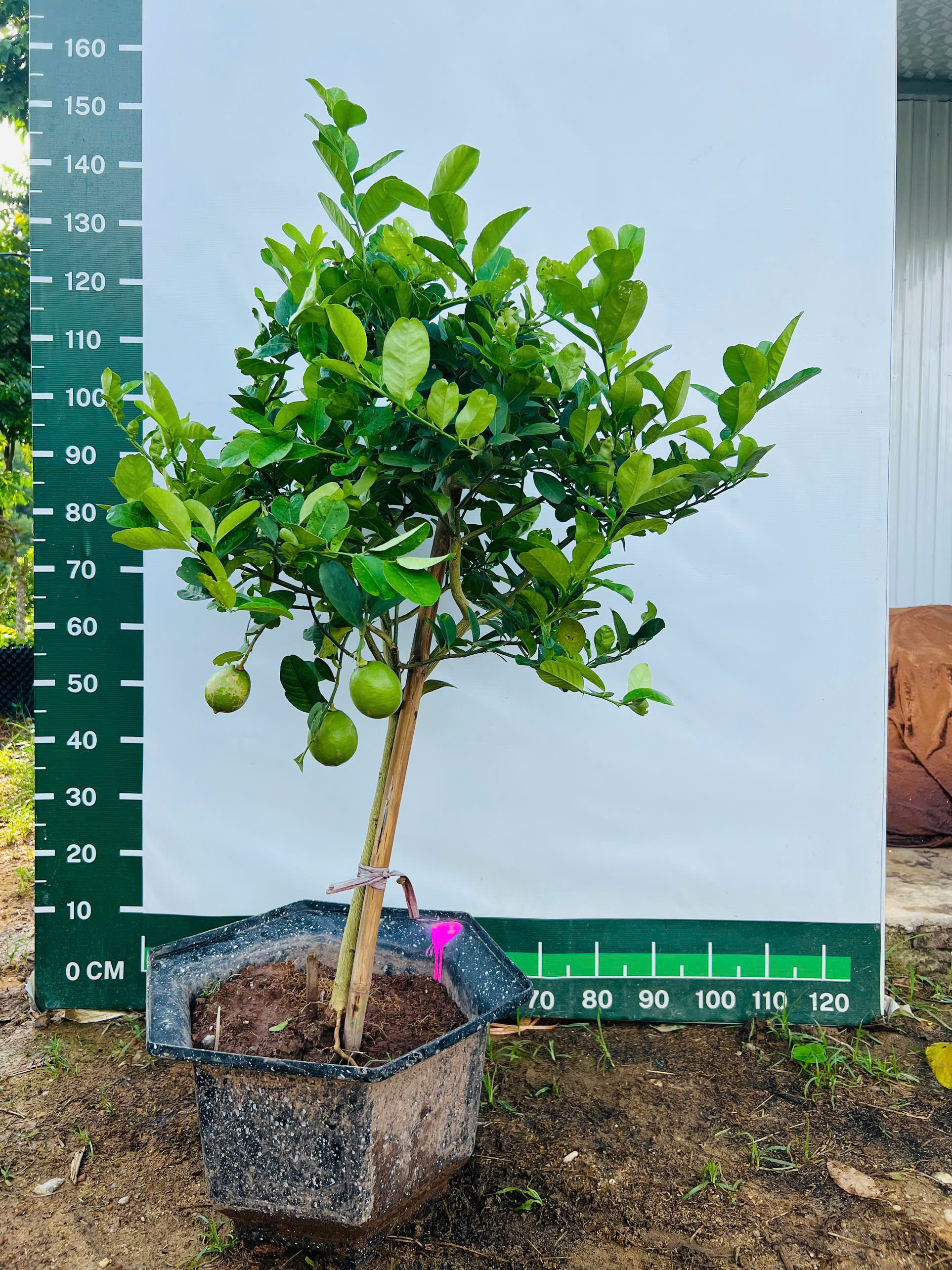 Chanh vàng mỹ cao 1,3-1,5m PT324 CALATA