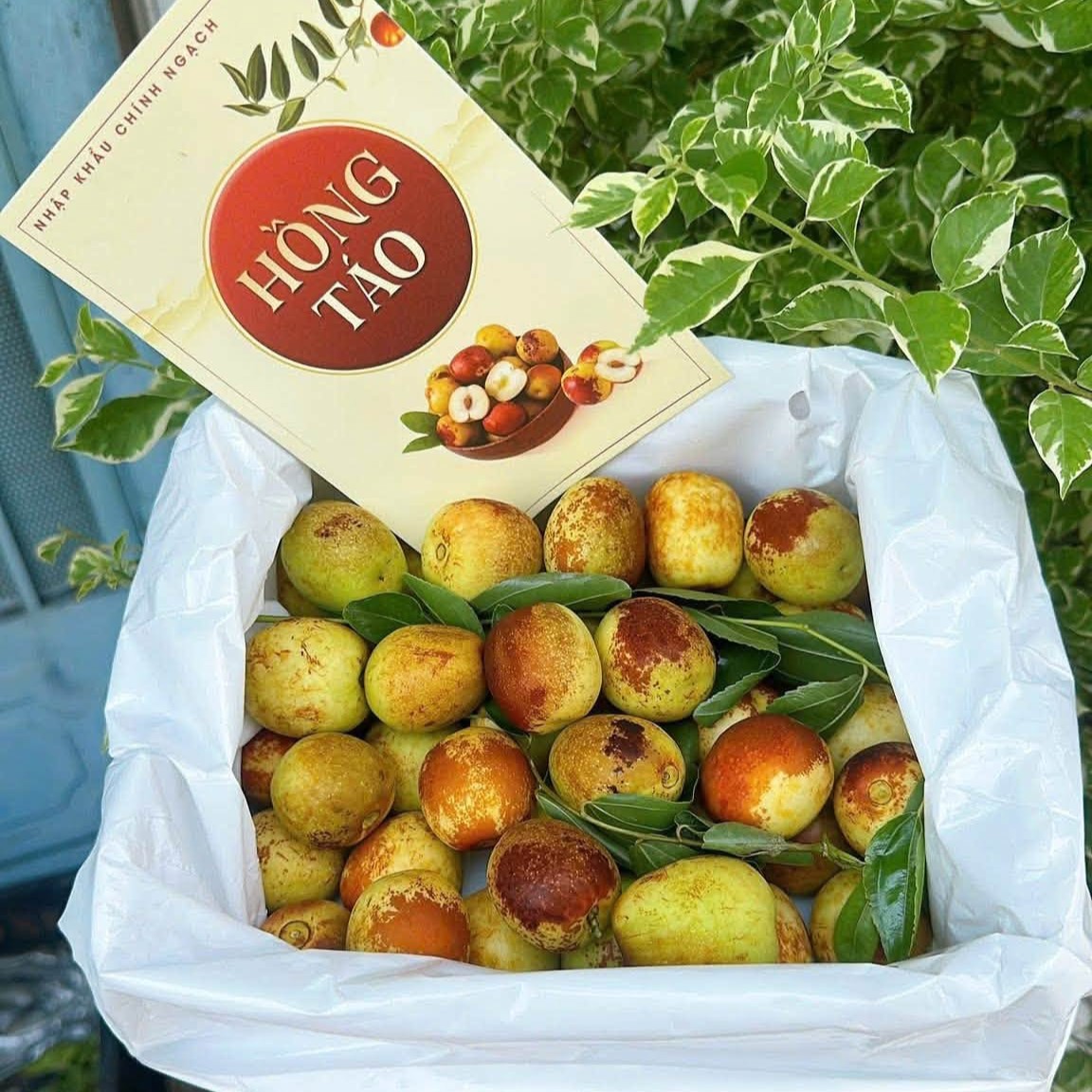 Hồng Táo_thumbnail_2