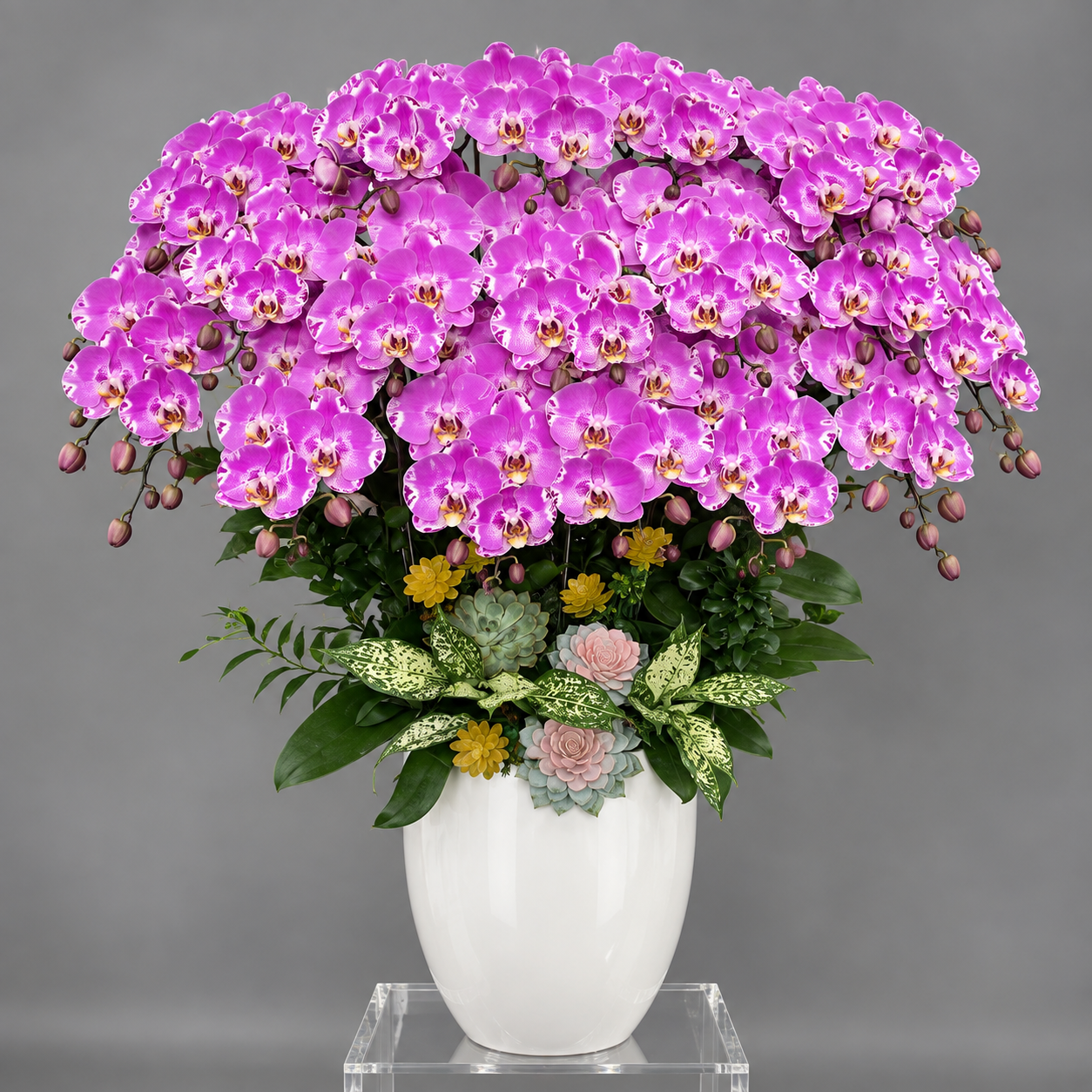 🌸Chậu 18 Cây Lan Hồ Điệp Hồng Tím – Tuyệt Tác Hoa Lan Đẳng Cấp Cho Không Gian Sang Trọng