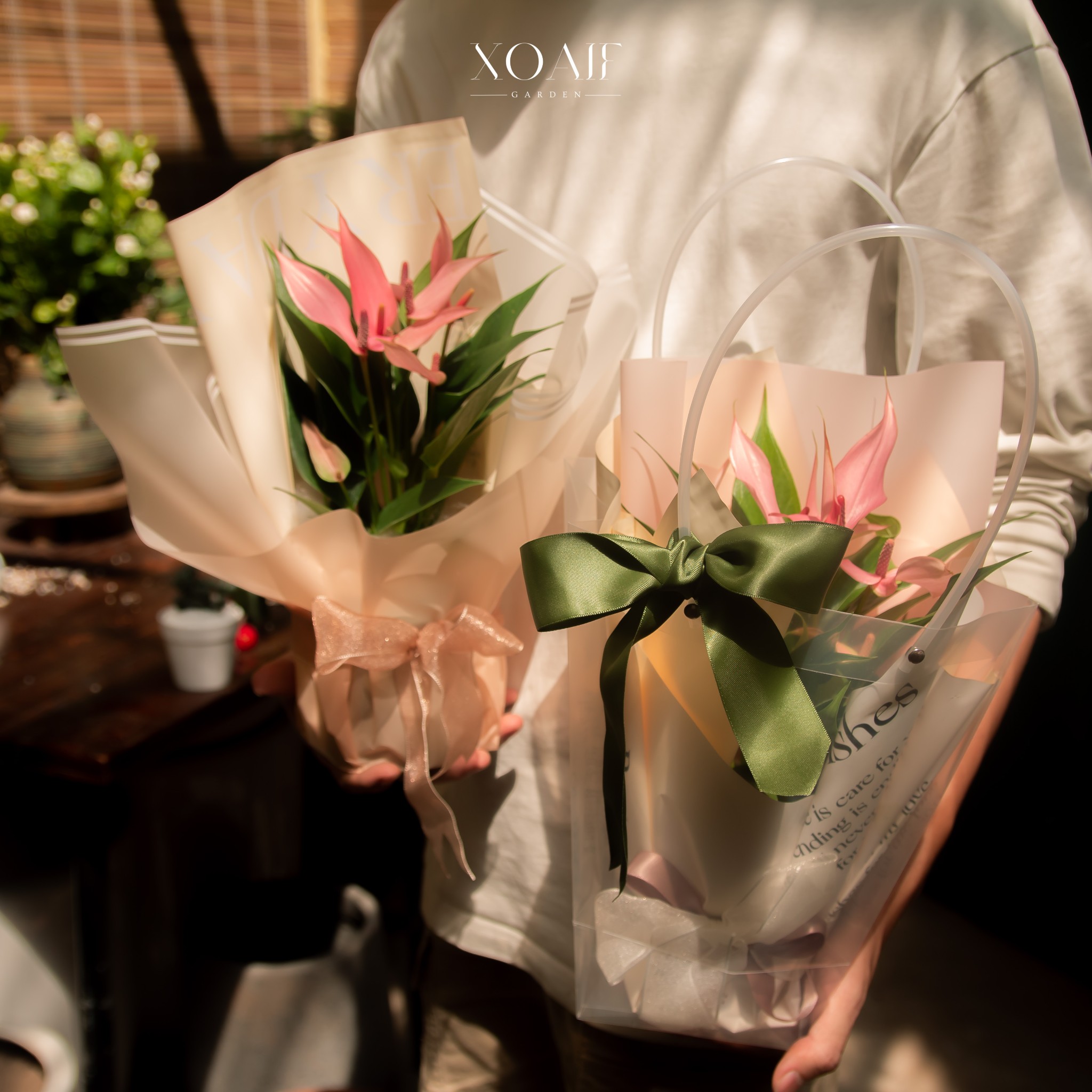 SET HỒNG MÔN CHẬU SỨ GÓI HOA