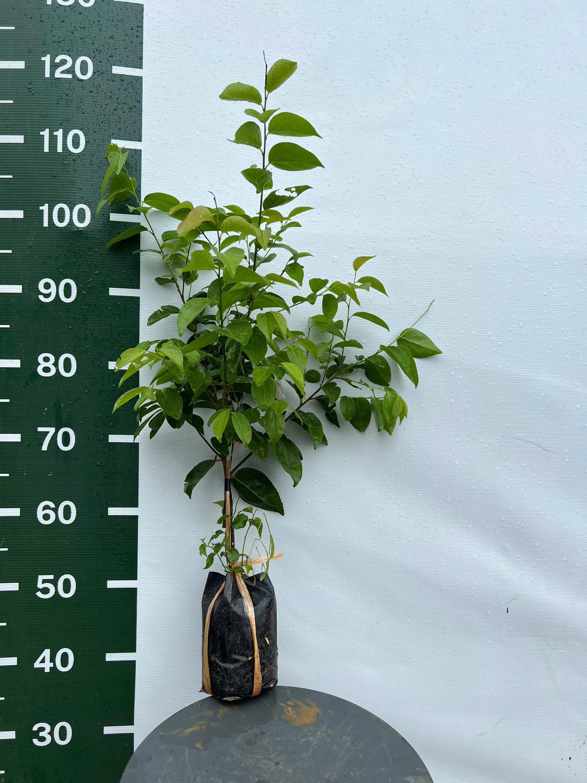 Hồng quân đài loan ghép chui cành cao 50-60cm HQDL02 CALATA_thumbnail_8