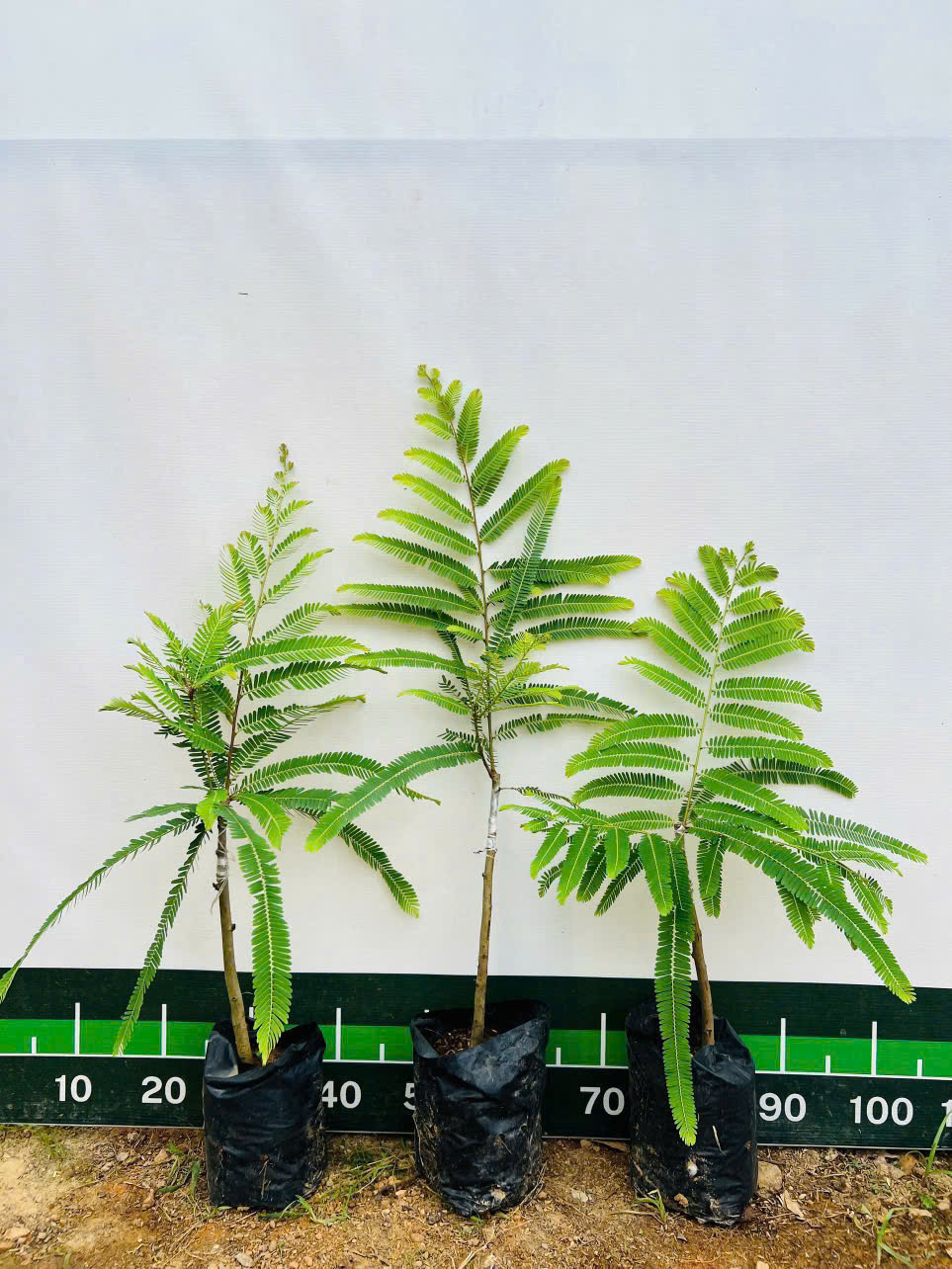 Mắc kham khổng lồ ghép chui cành cao 35-50cm