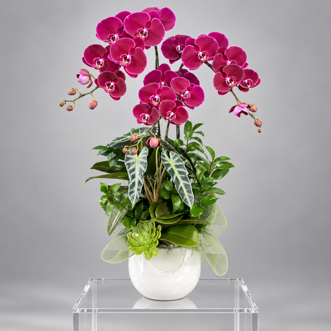 Chậu 3 Cây Lan Hồ Điệp Đỏ Cherry – Sang Trọng, Quyền Quý Và Tràn Đầy May Mắn
