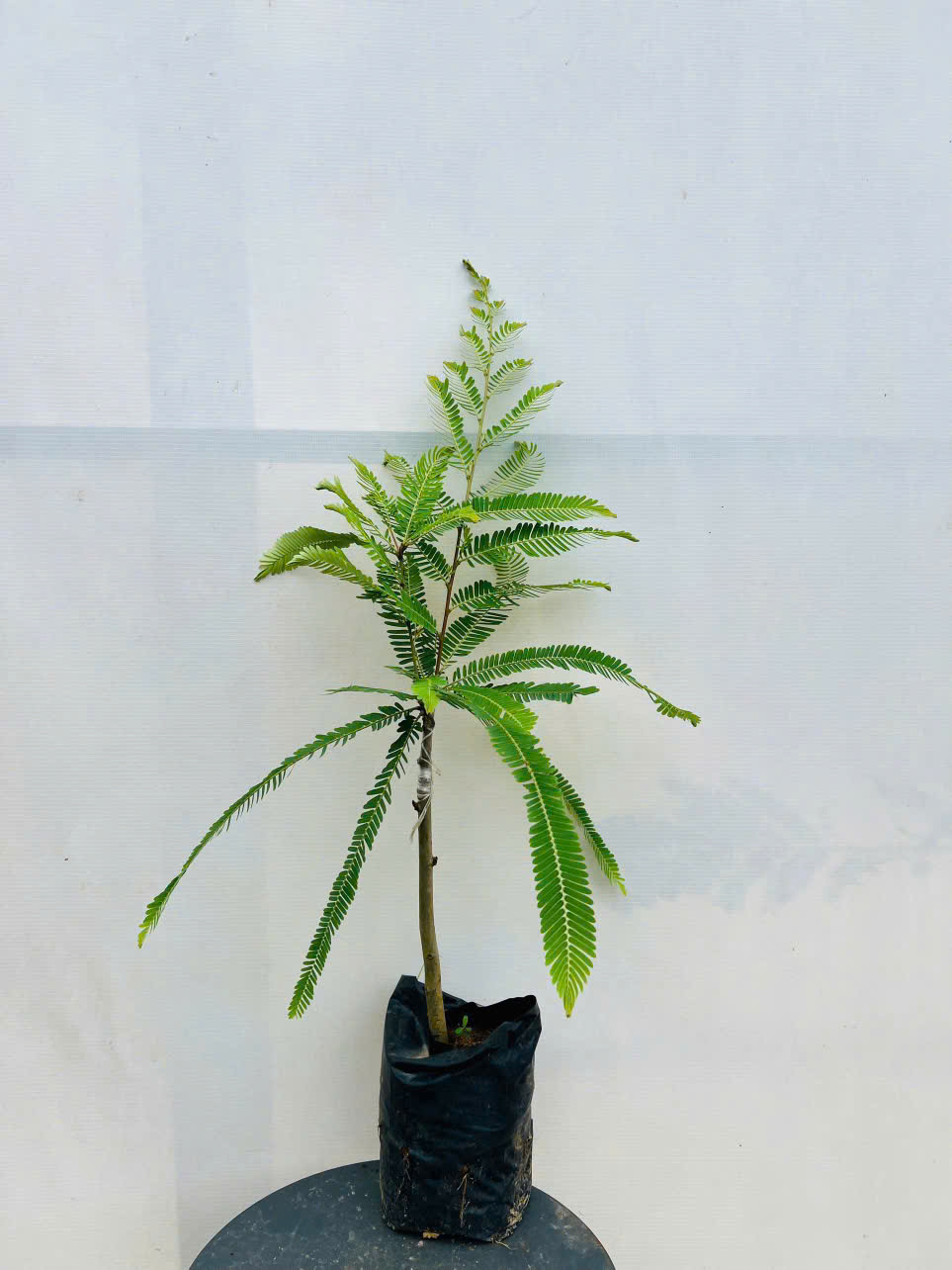 Mắc kham khổng lồ ghép chui cành cao 35-50cm_thumbnail_1