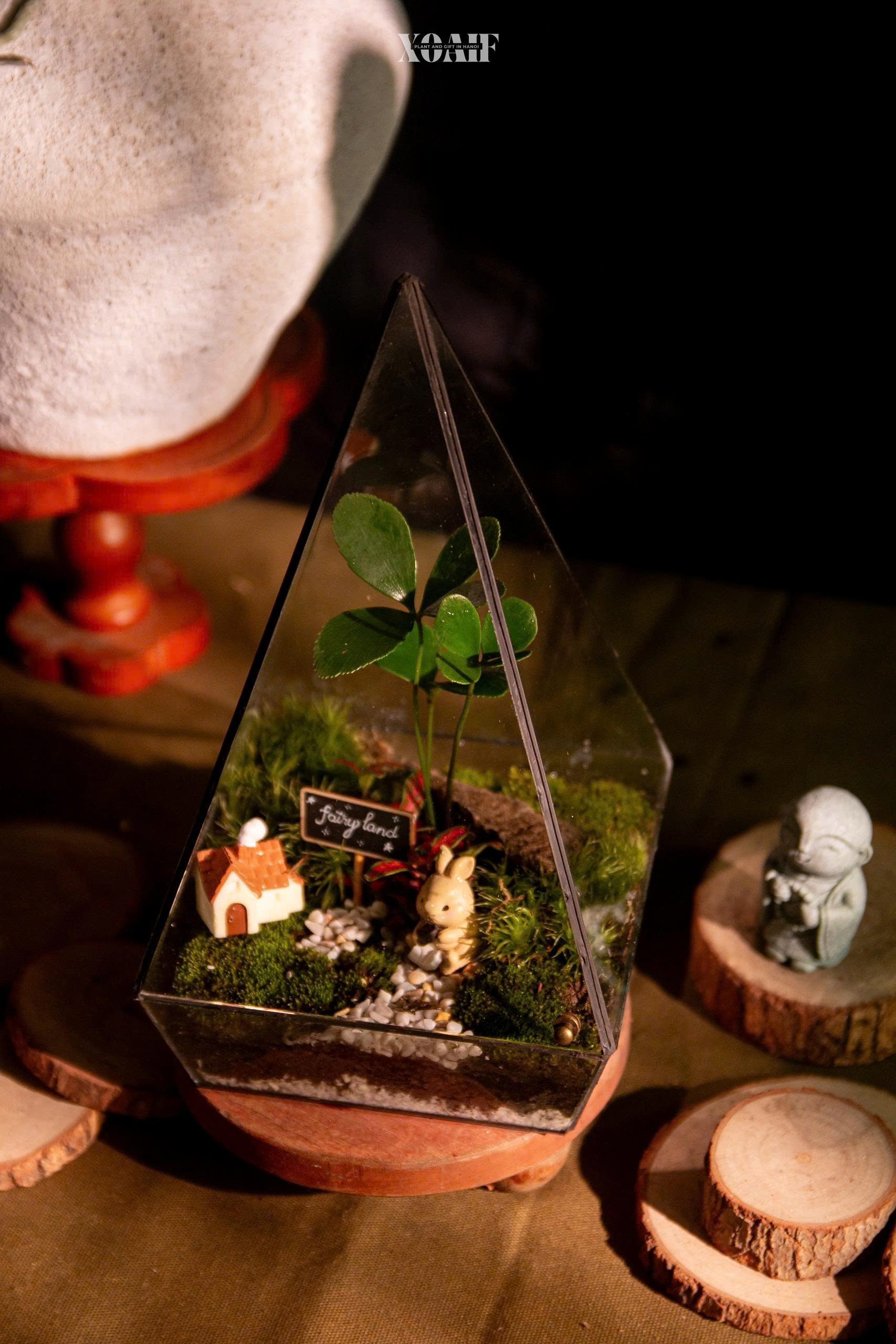 BÌNH TERRARIUM_thumbnail_1