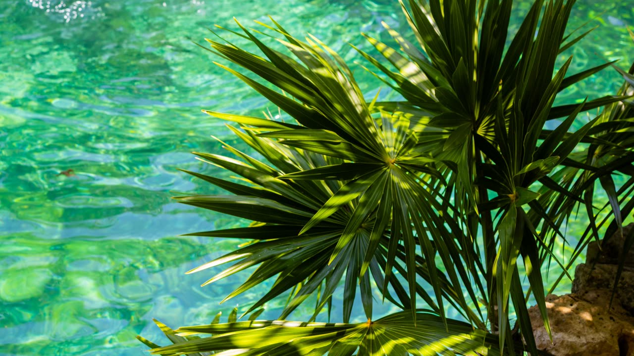 Tulum Express_thumbnail_1
