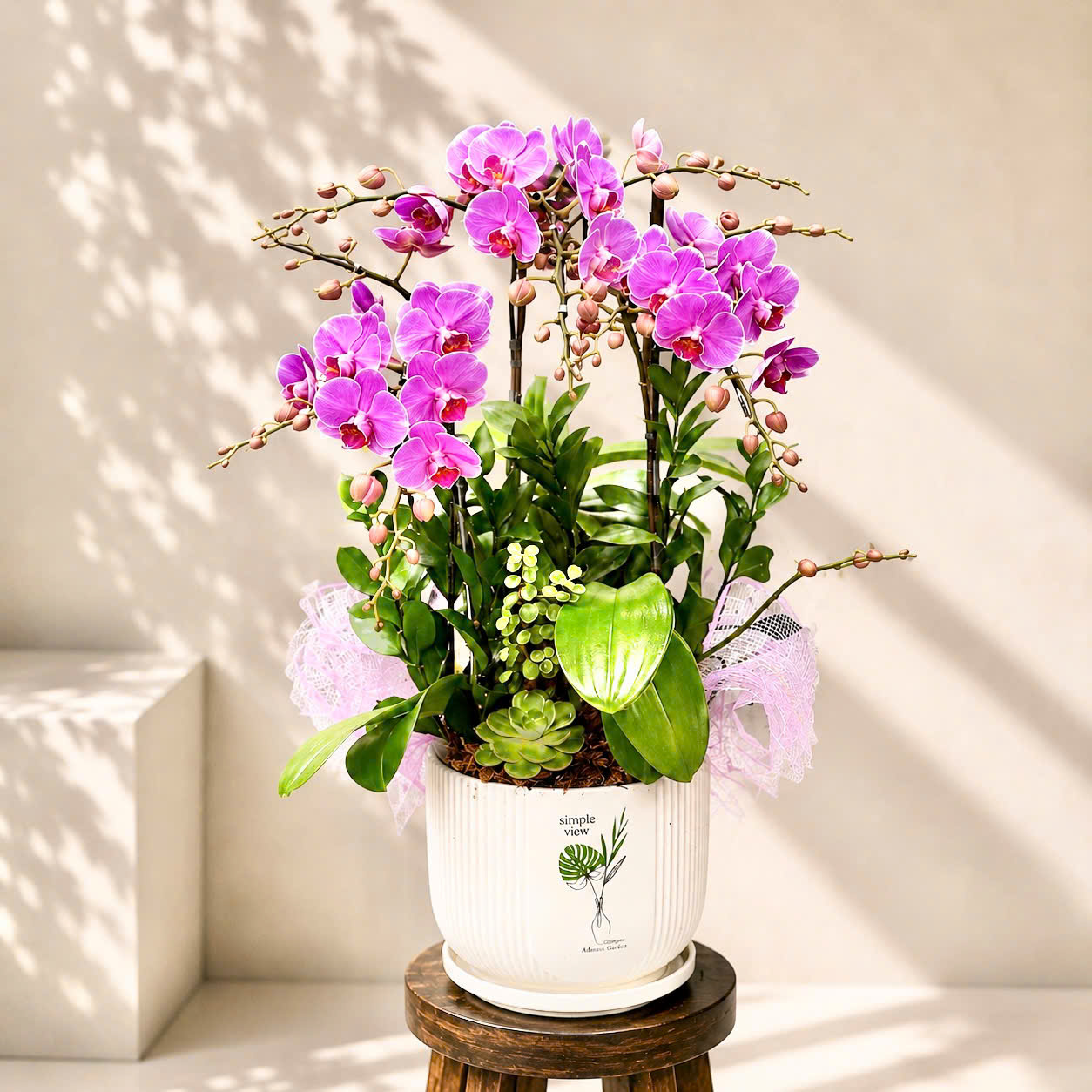 🌸Chậu 3 Cây Lan Hồ Điệp Mini Hồng – Tươi Trẻ, Thanh Lịch Và Đầy Sức Sống