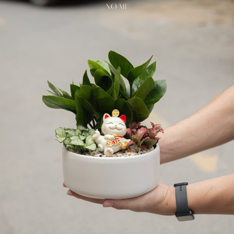 SET MIX KIM TIỀN CẨM NHUNG CHẬU TRỤ THẤP 