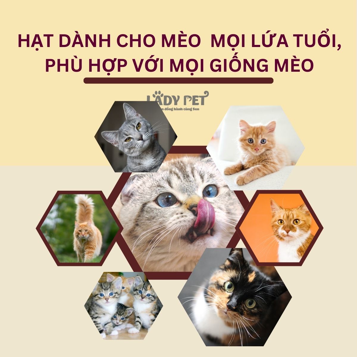 Bánh Cá Catnip Tiêu Búi Lông Cho Mèo_thumbnail_1